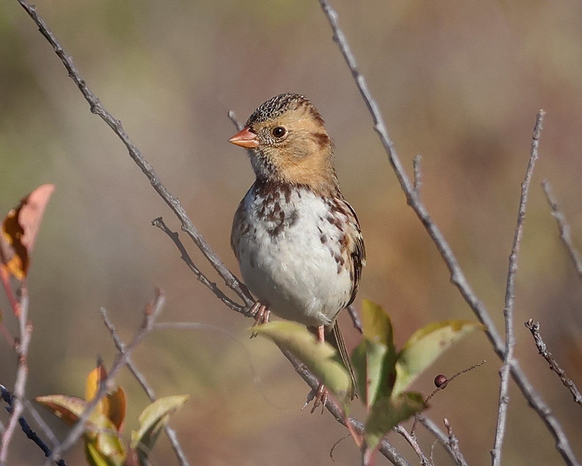 Harris's Sparrow - ML642486239