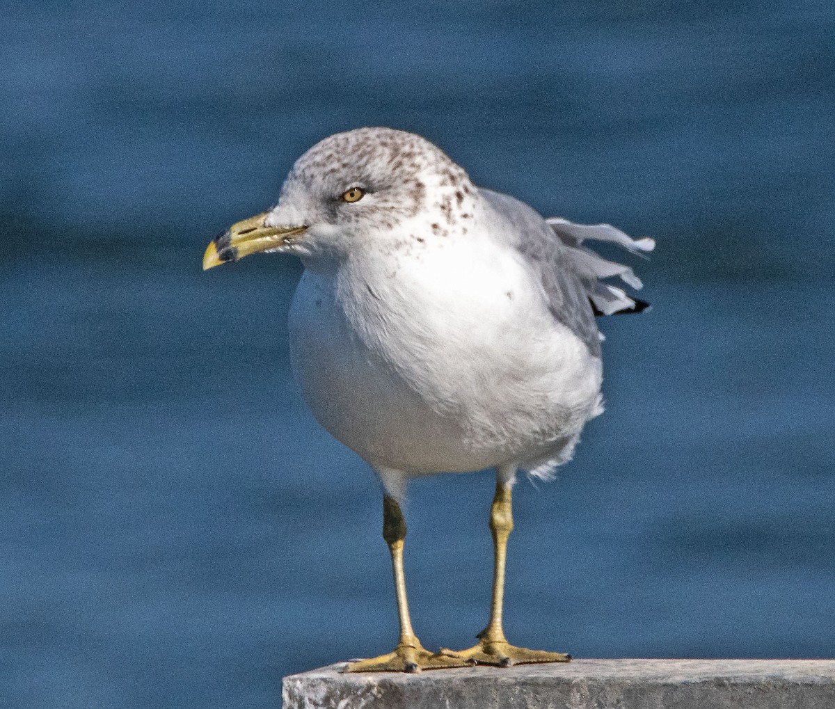 Ring-billed Gull - ML642486268