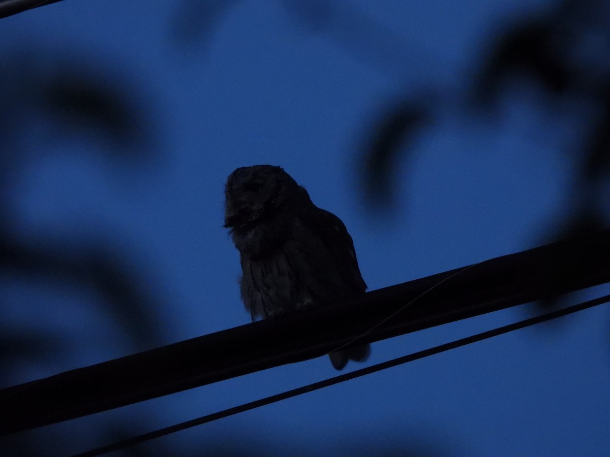 Western Screech-Owl - ML642486316
