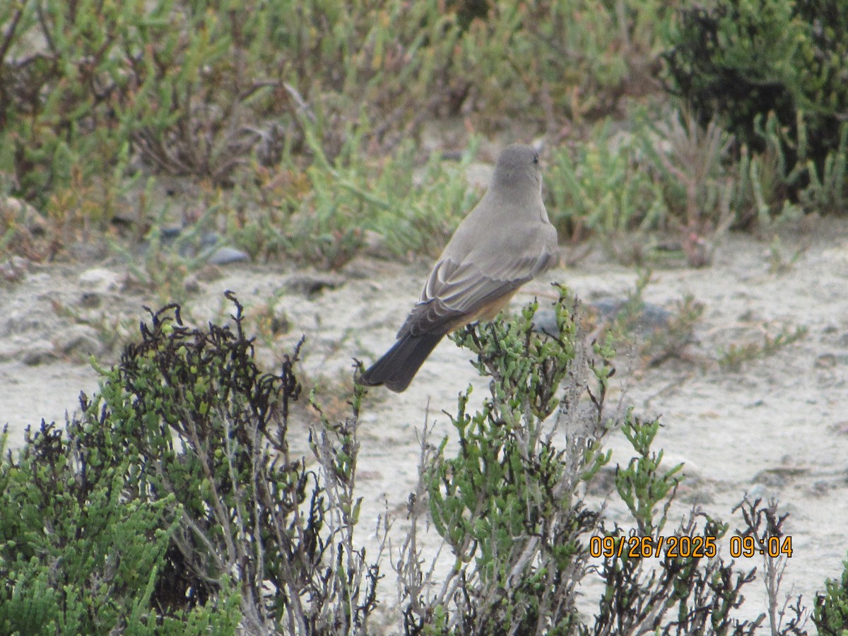 Say's Phoebe - ML642486319