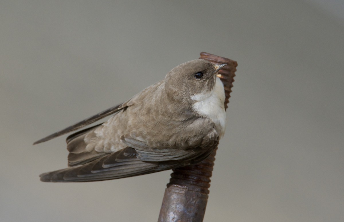 Eurasian Crag-Martin - ML642486343