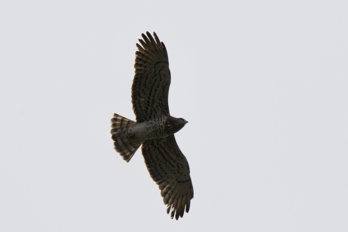 Short-toed Snake-Eagle - ML642486347