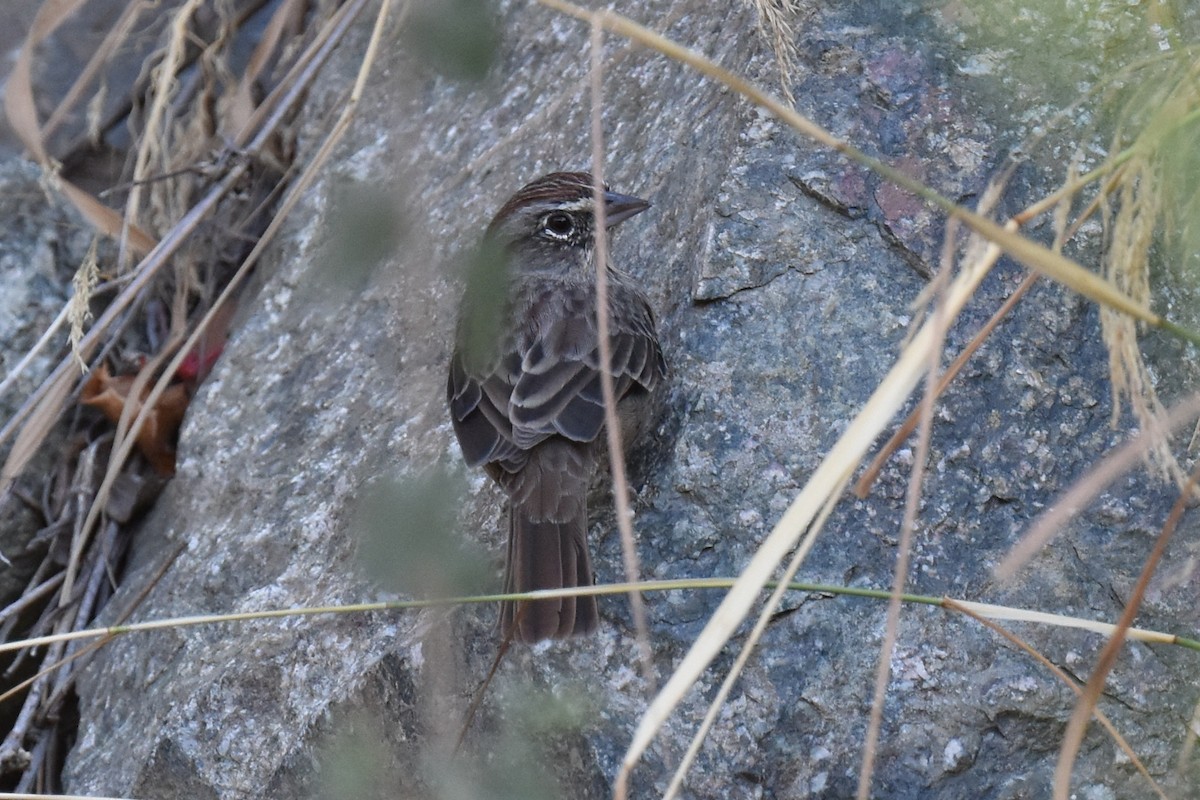 Rufous-crowned Sparrow - ML642486359