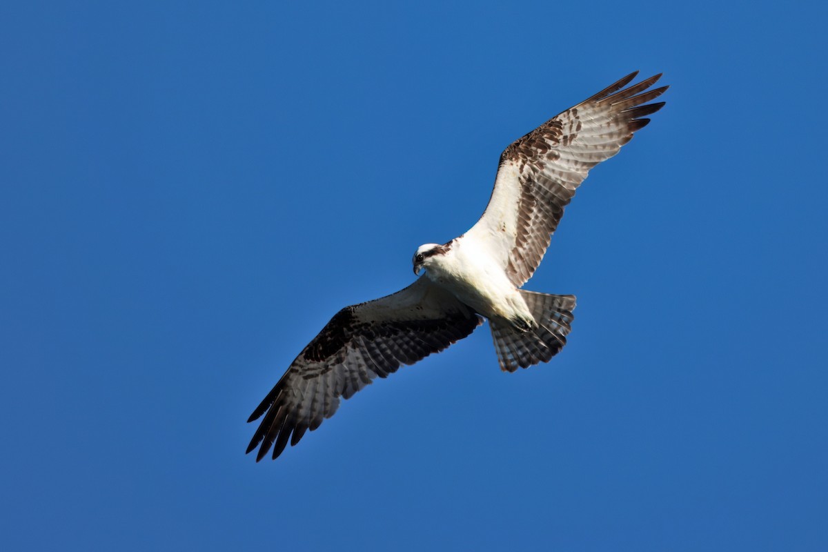 Osprey (American) - ML642486368