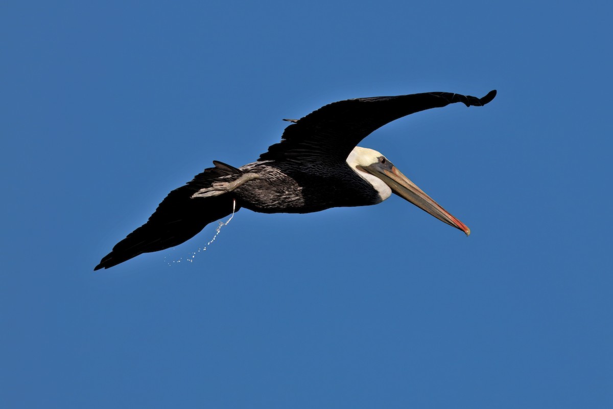 Brown Pelican (California) - ML642486378