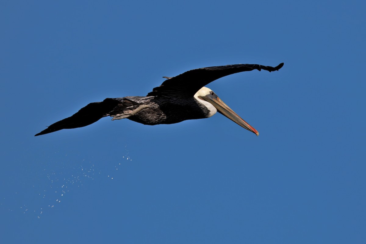 Brown Pelican (California) - ML642486380