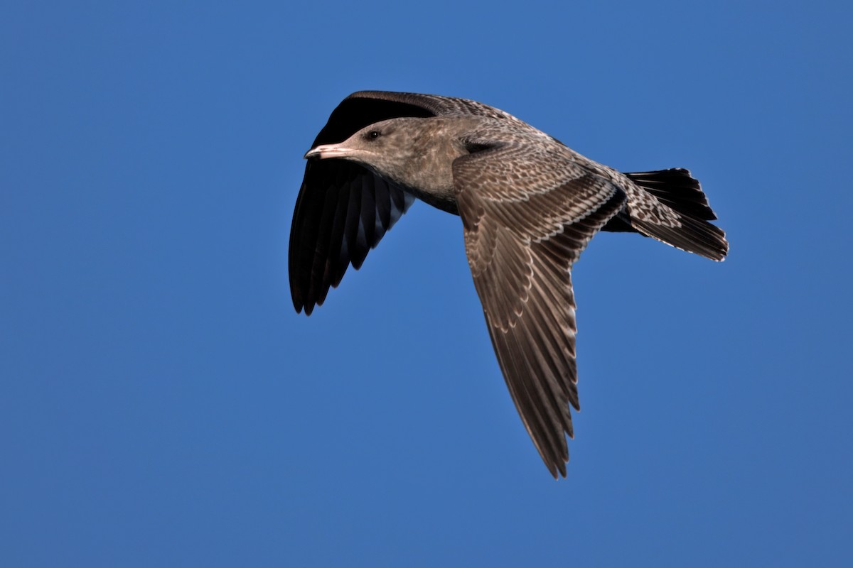 California Gull - ML642486387