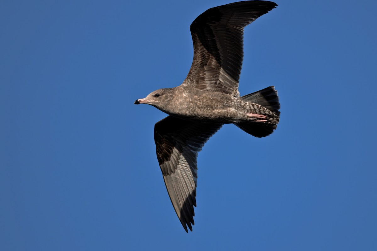 California Gull - ML642486394