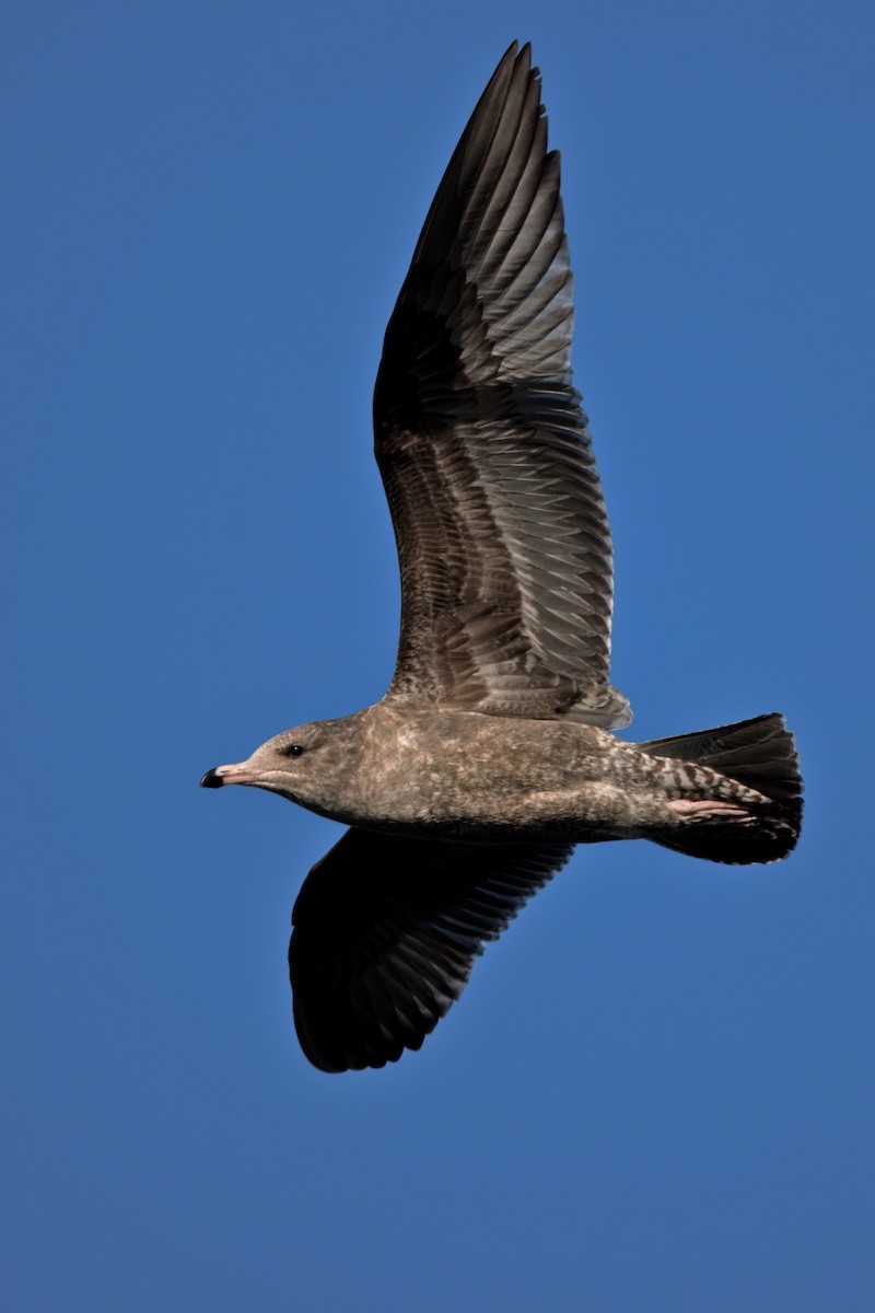 California Gull - ML642486395