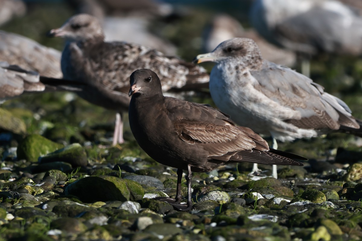 Heermann's Gull - ML642486408
