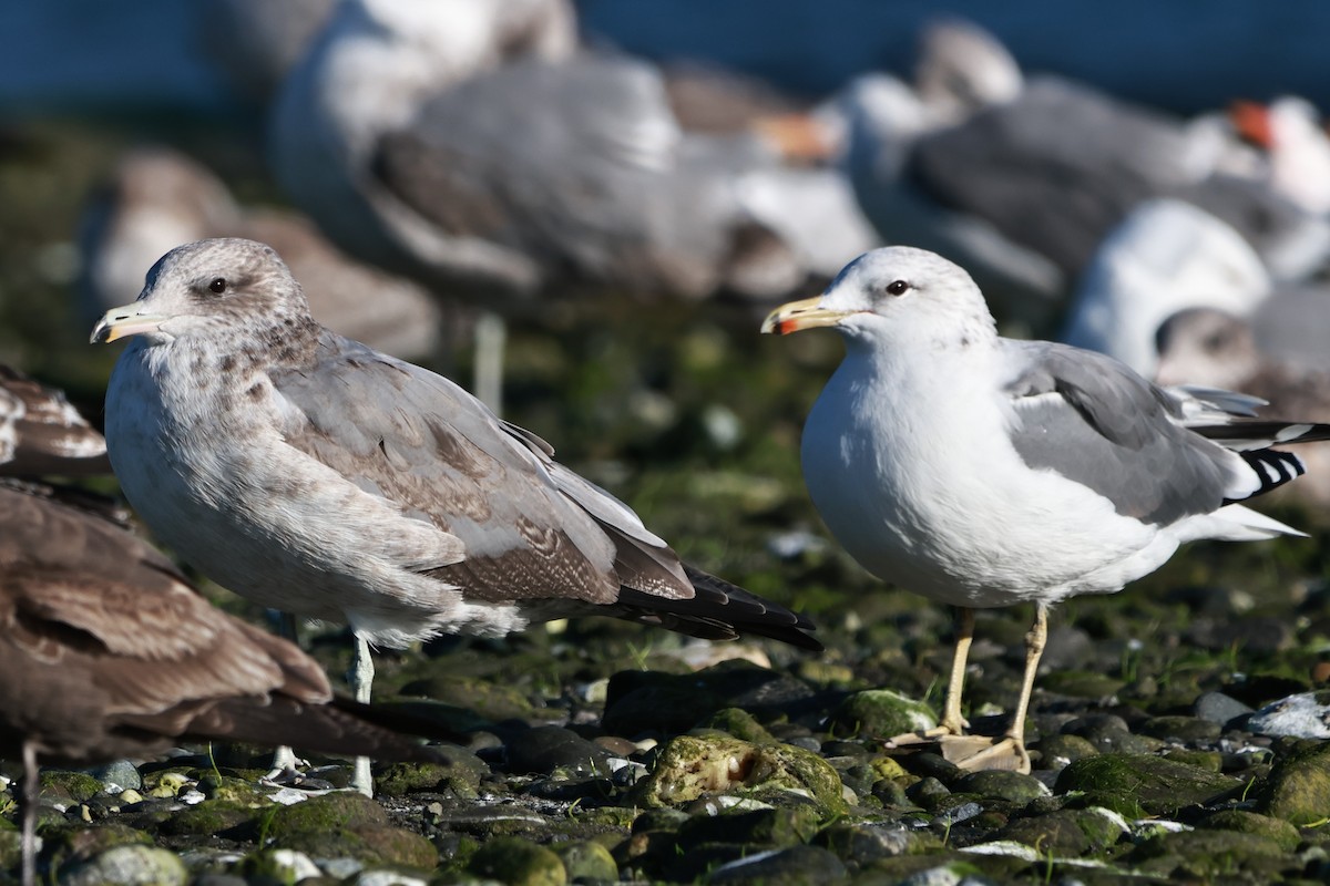 California Gull - ML642486410