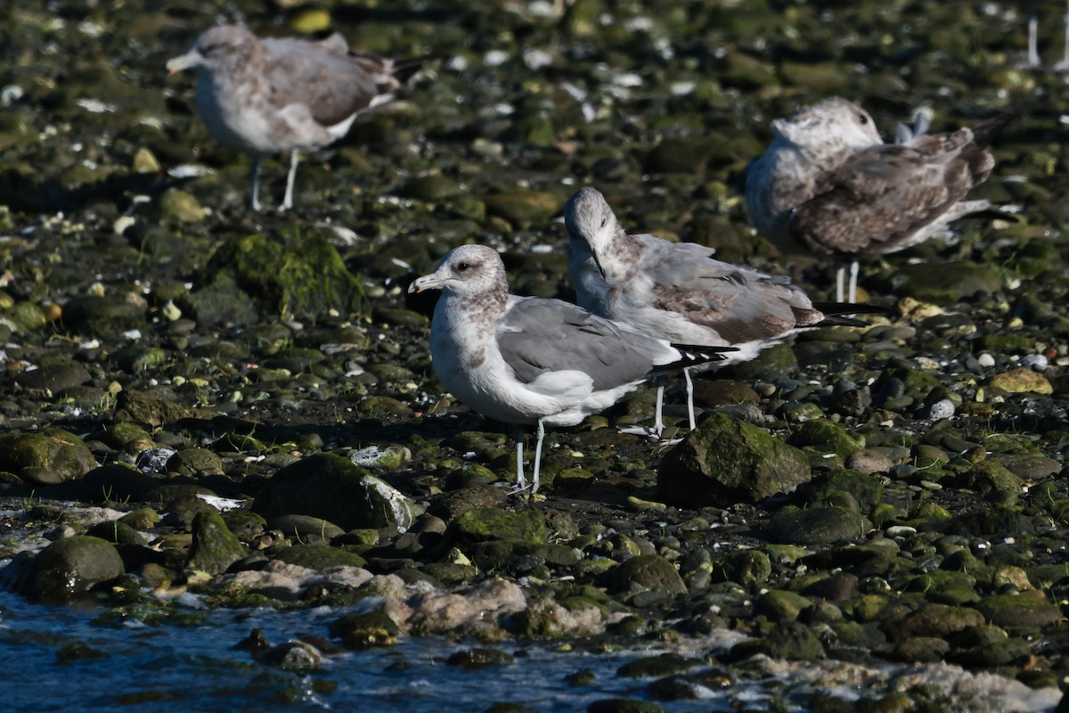 California Gull - ML642486412