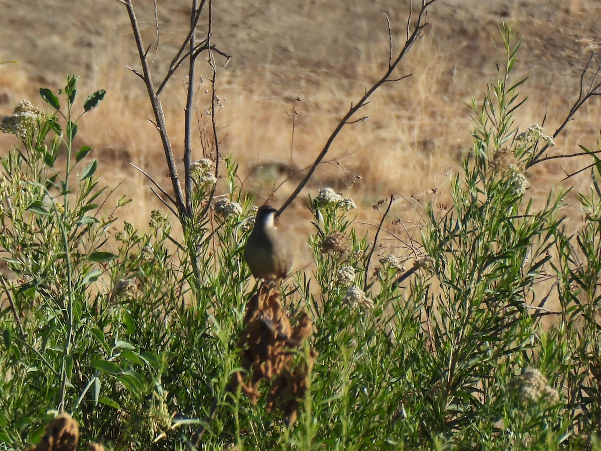 California Thrasher - ML642486433