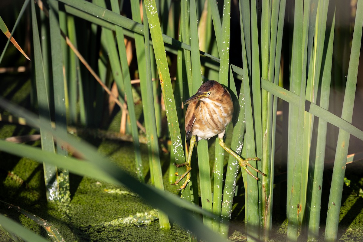 Least Bittern - ML642486468