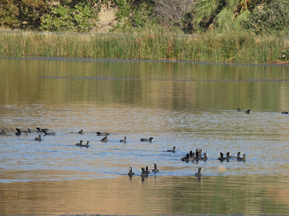 American Coot - ML642486509