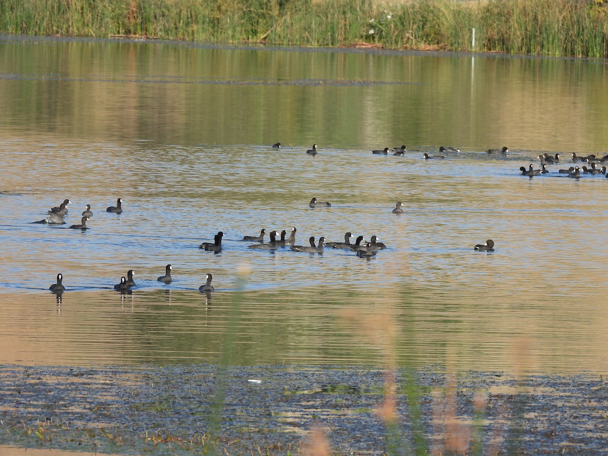 American Coot - ML642486510