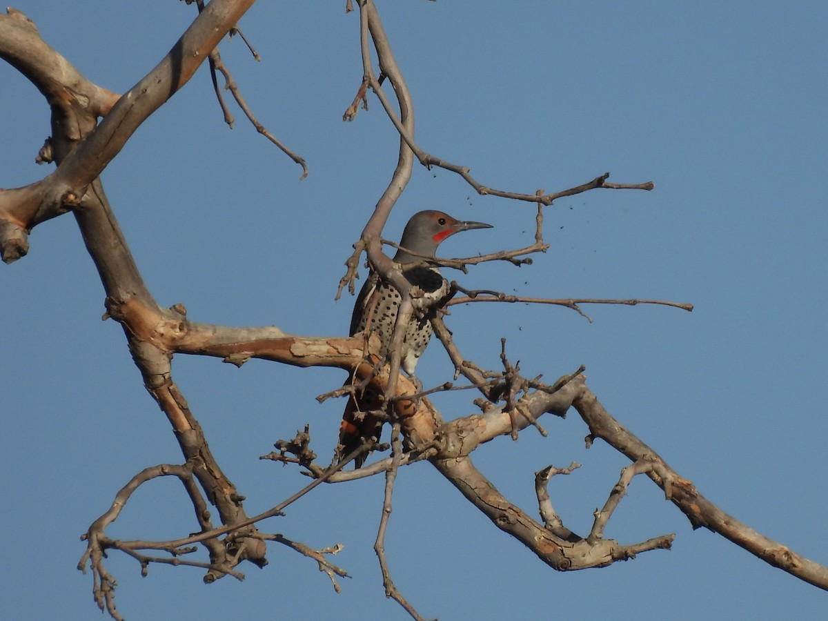 Northern Flicker - ML642486519