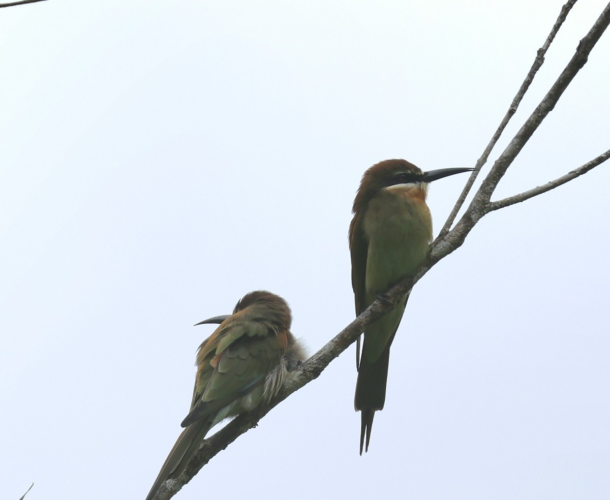 Olive Bee-eater - ML642486520