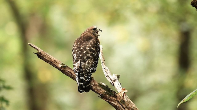 Rotschulterbussard - ML642486646