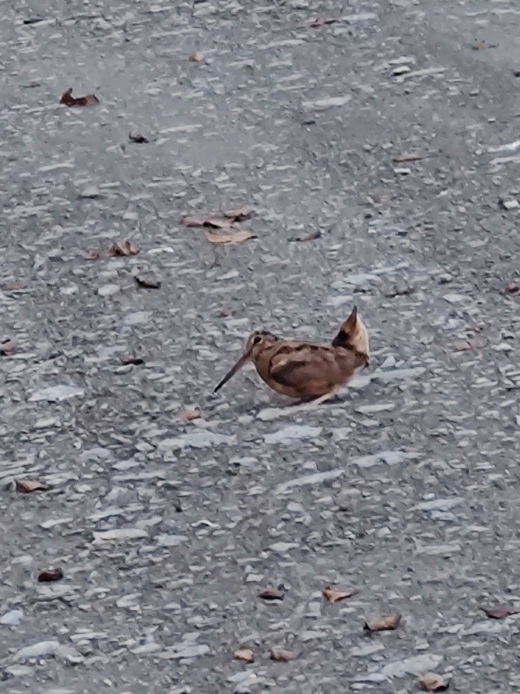 American Woodcock - ML642486675