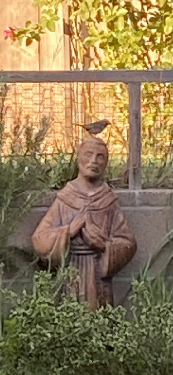 Song Sparrow - ML642486680