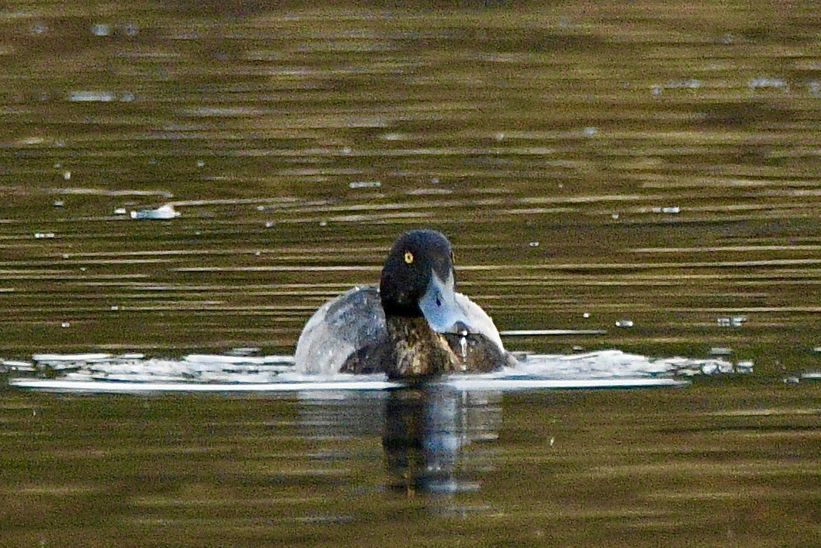 Greater Scaup - ML642486690