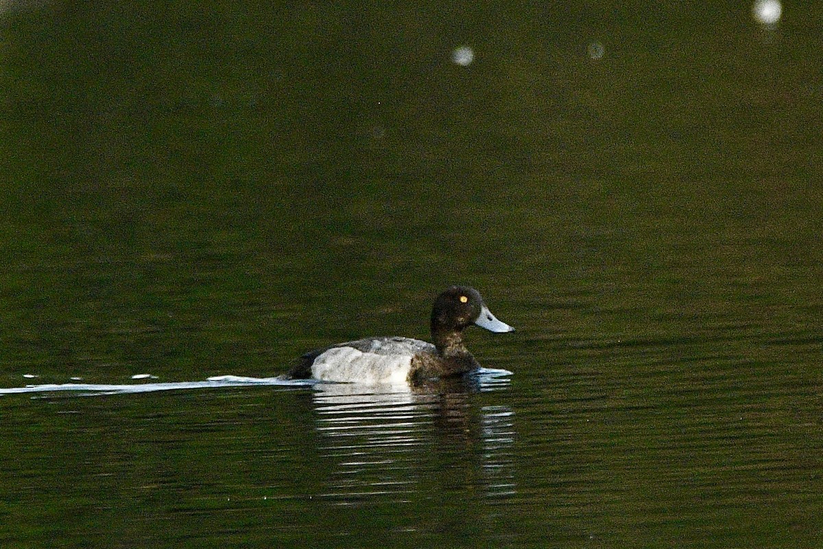 Greater Scaup - ML642486691