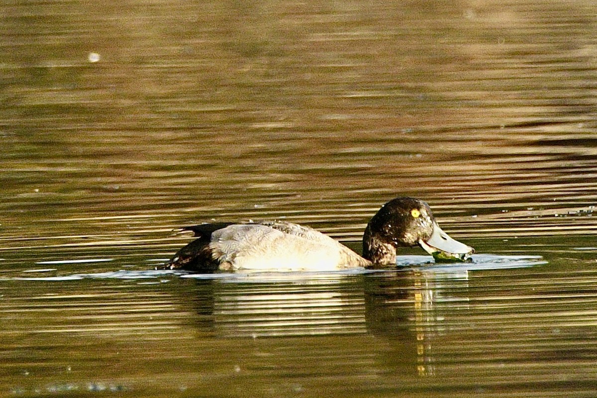 Greater Scaup - ML642486692
