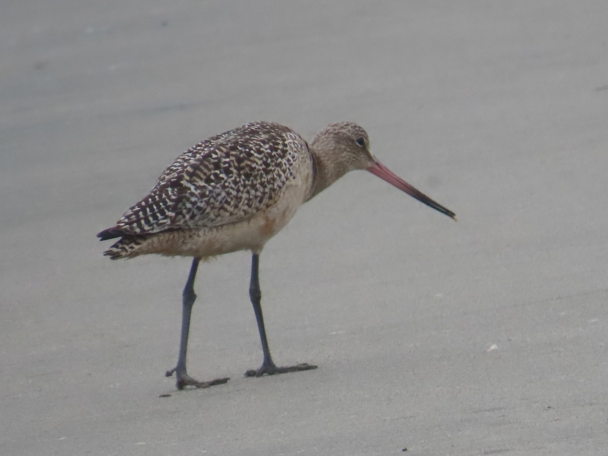 Marbled Godwit - ML642486704