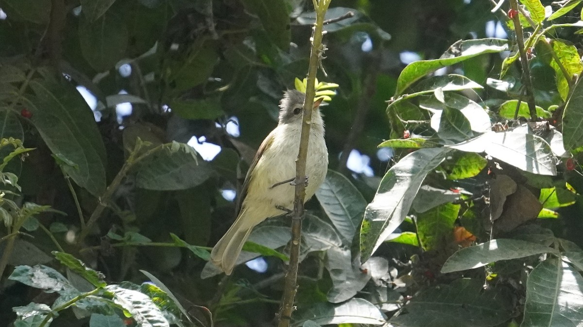 Southern Beardless-Tyrannulet - ML642486763