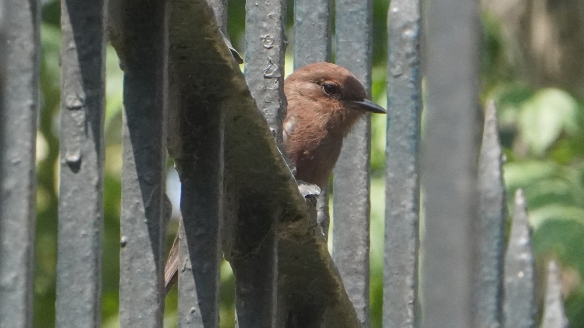 Vermilion Flycatcher (obscurus Group) - ML642486776