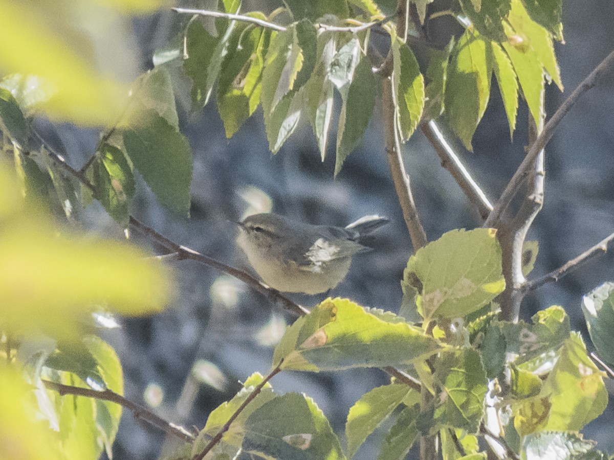 Plain Leaf Warbler - ML642486806