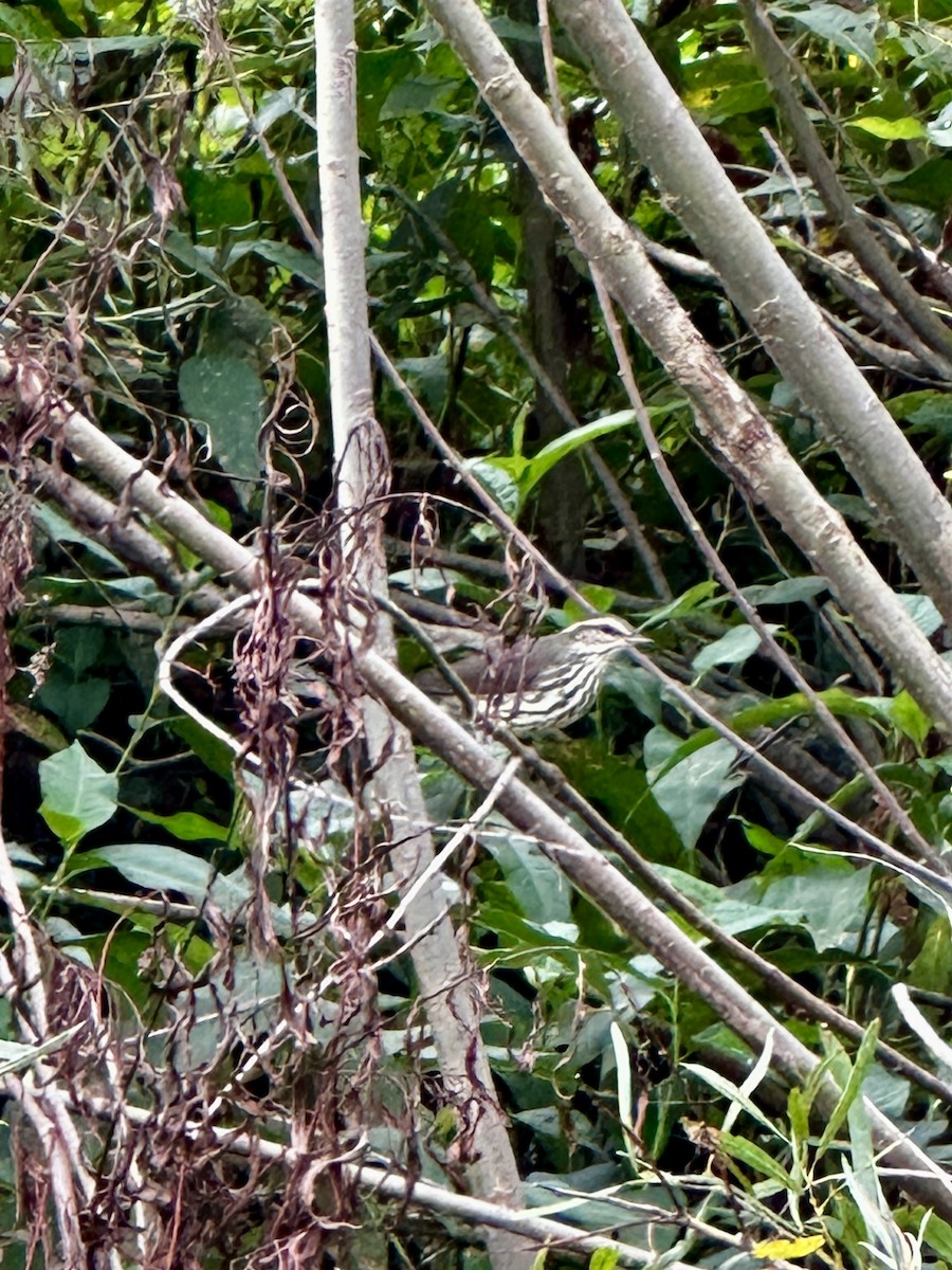 Northern Waterthrush - ML642486809