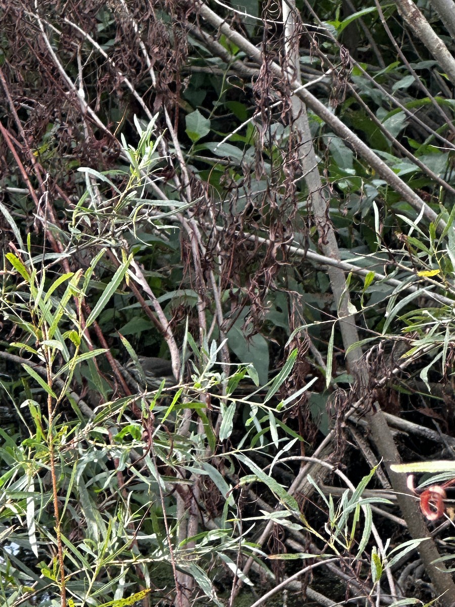 Northern Waterthrush - ML642486810