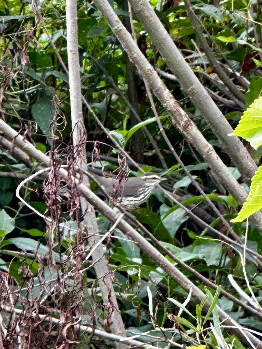 Northern Waterthrush - ML642486811