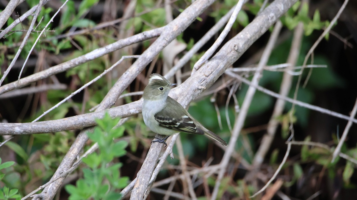 White-crested Elaenia - ML642486819