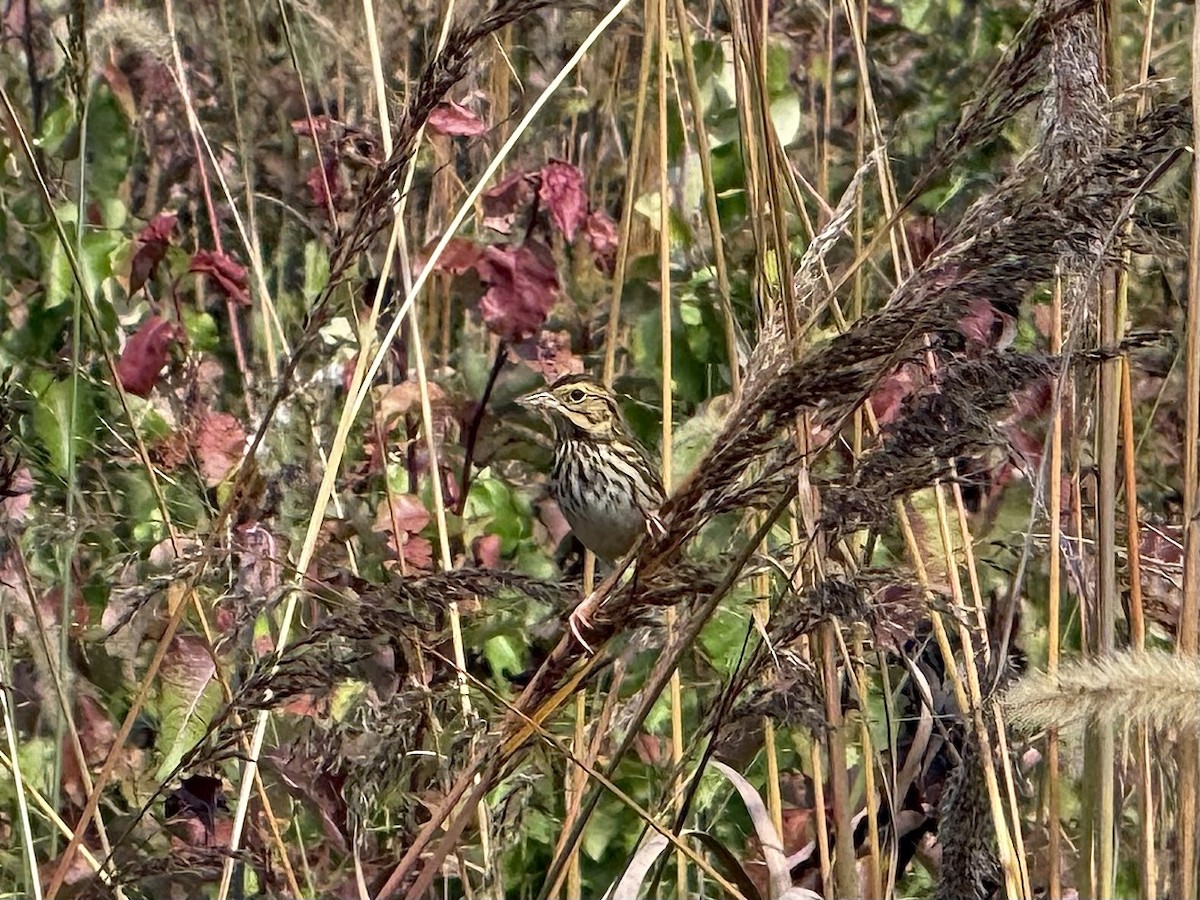 Savannah Sparrow - ML642486830