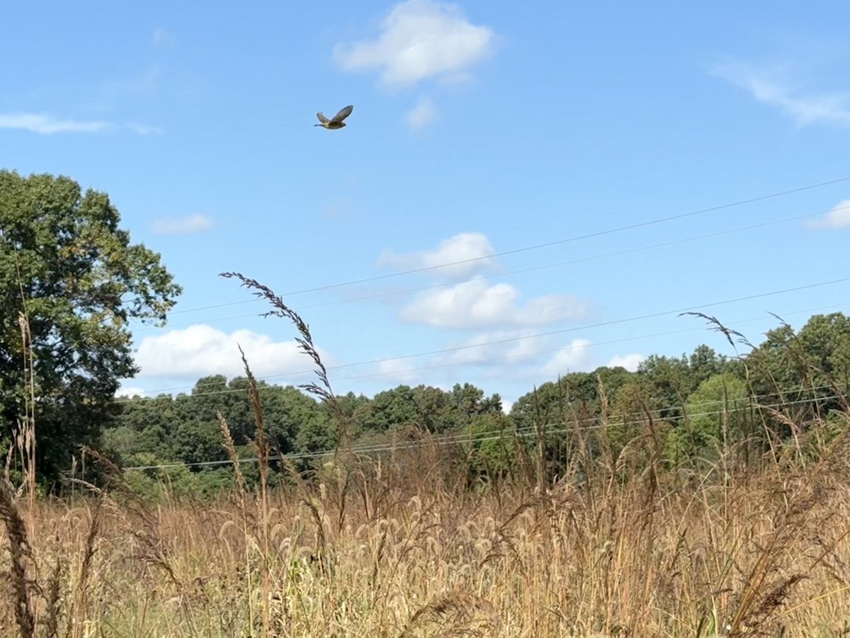 Bobolink - ML642486834