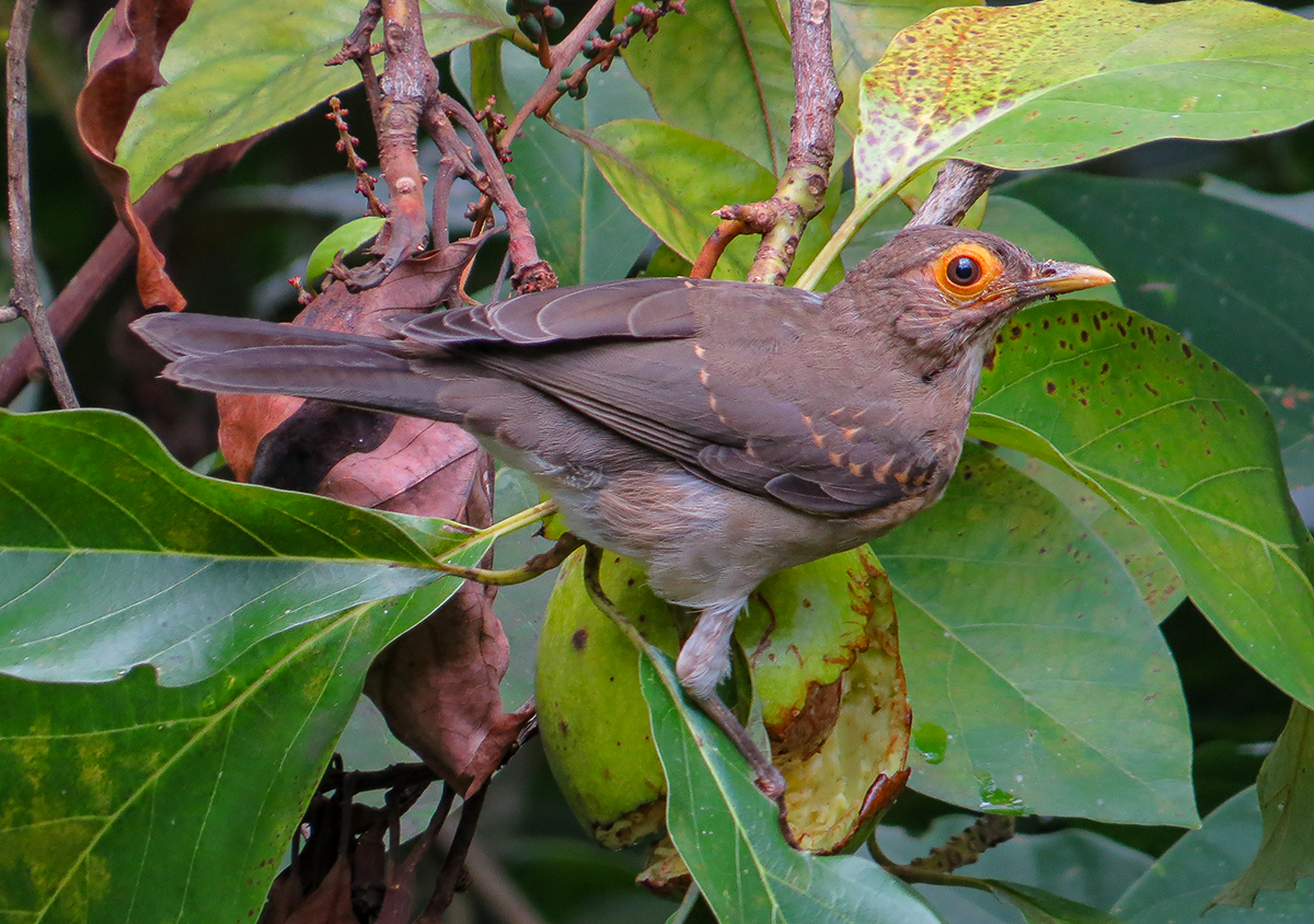 Spectacled Thrush - ML642486835