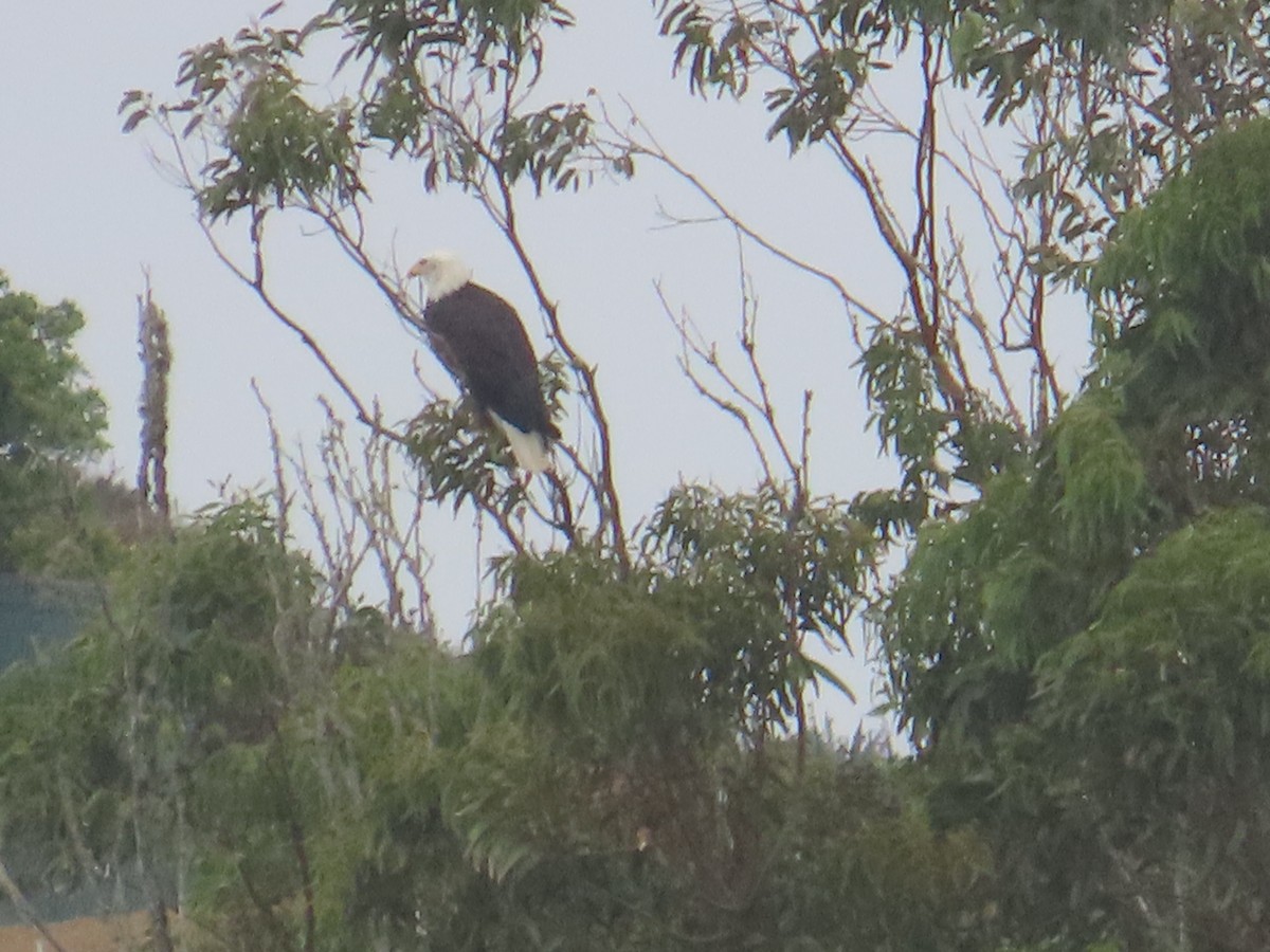 Bald Eagle - ML642486841