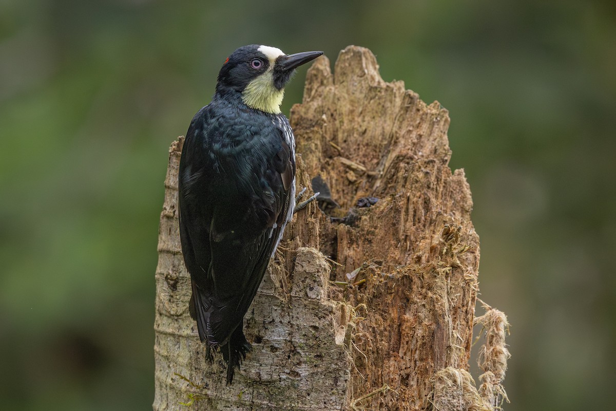 Acorn Woodpecker - ML642486849