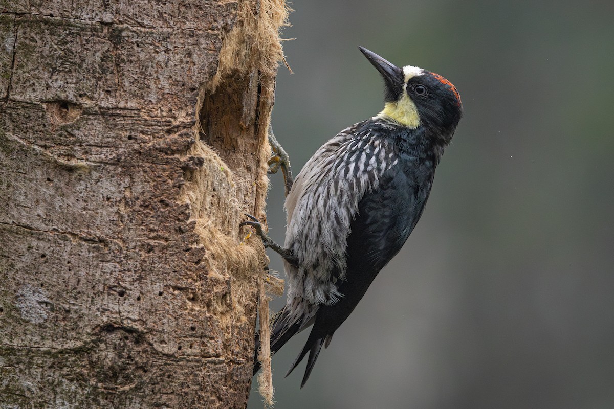 Acorn Woodpecker - ML642486850