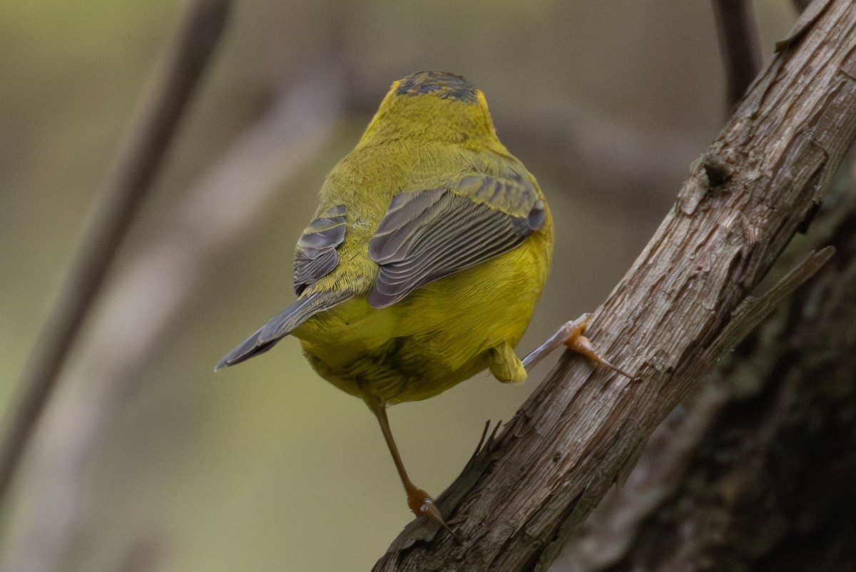 Wilson's Warbler - ML642486910