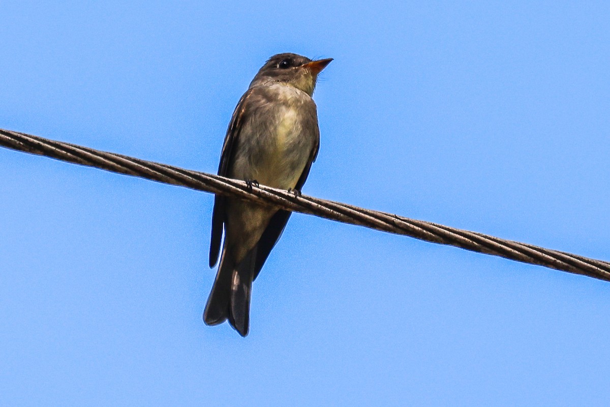 tanımsız Tyrannidae sp. - ML642486929