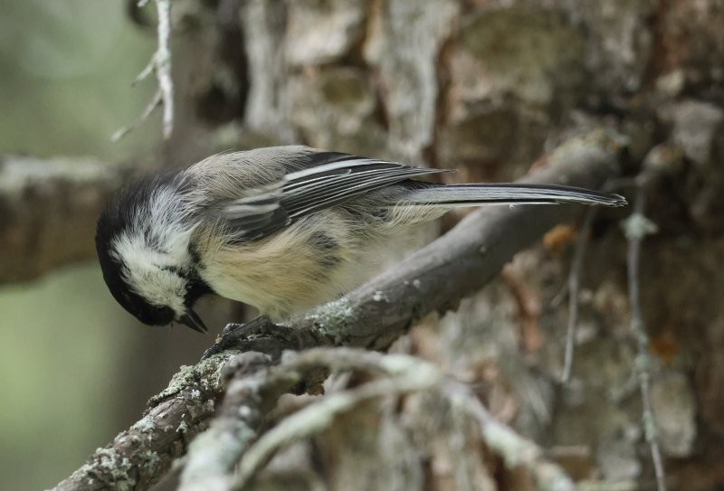 Black-capped Chickadee - ML642486942
