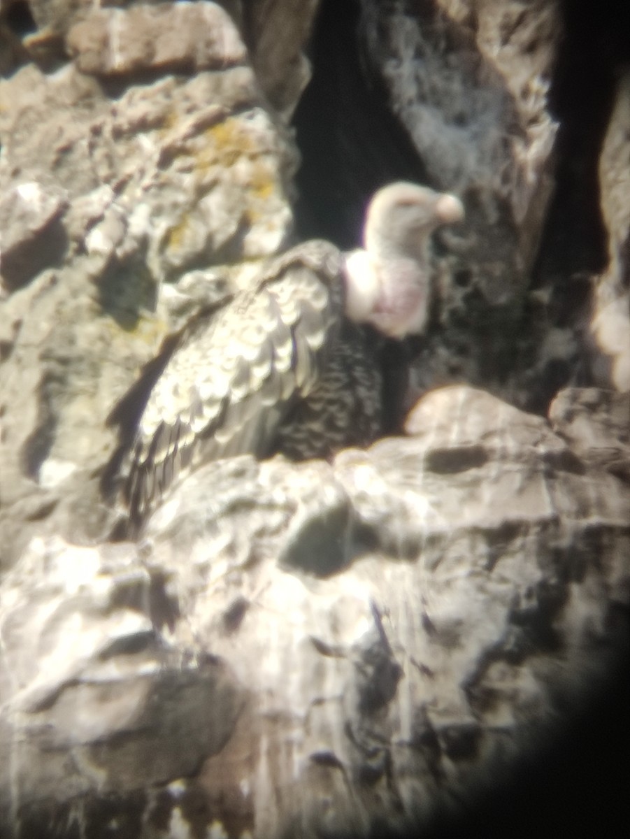 Rüppell's Griffon - ML642486944