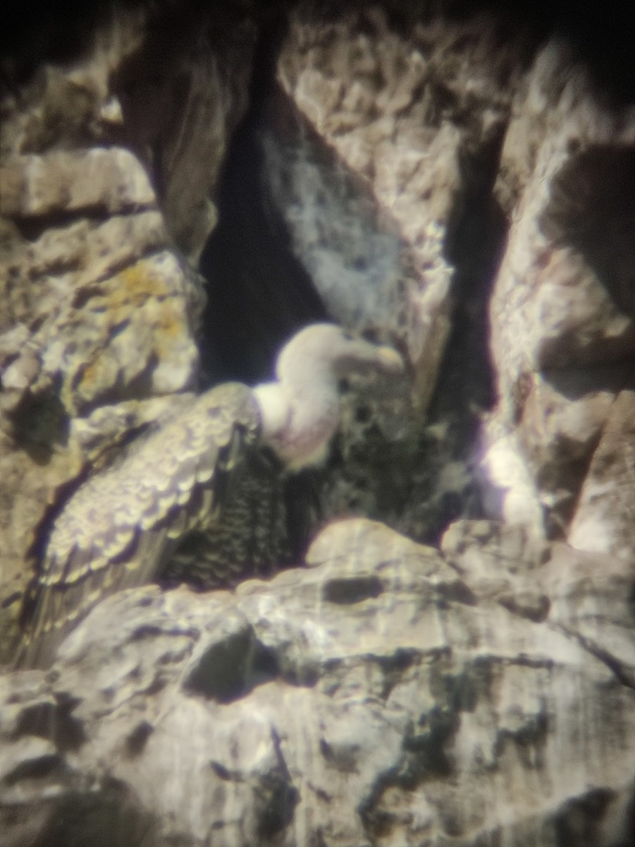 Rüppell's Griffon - ML642486945