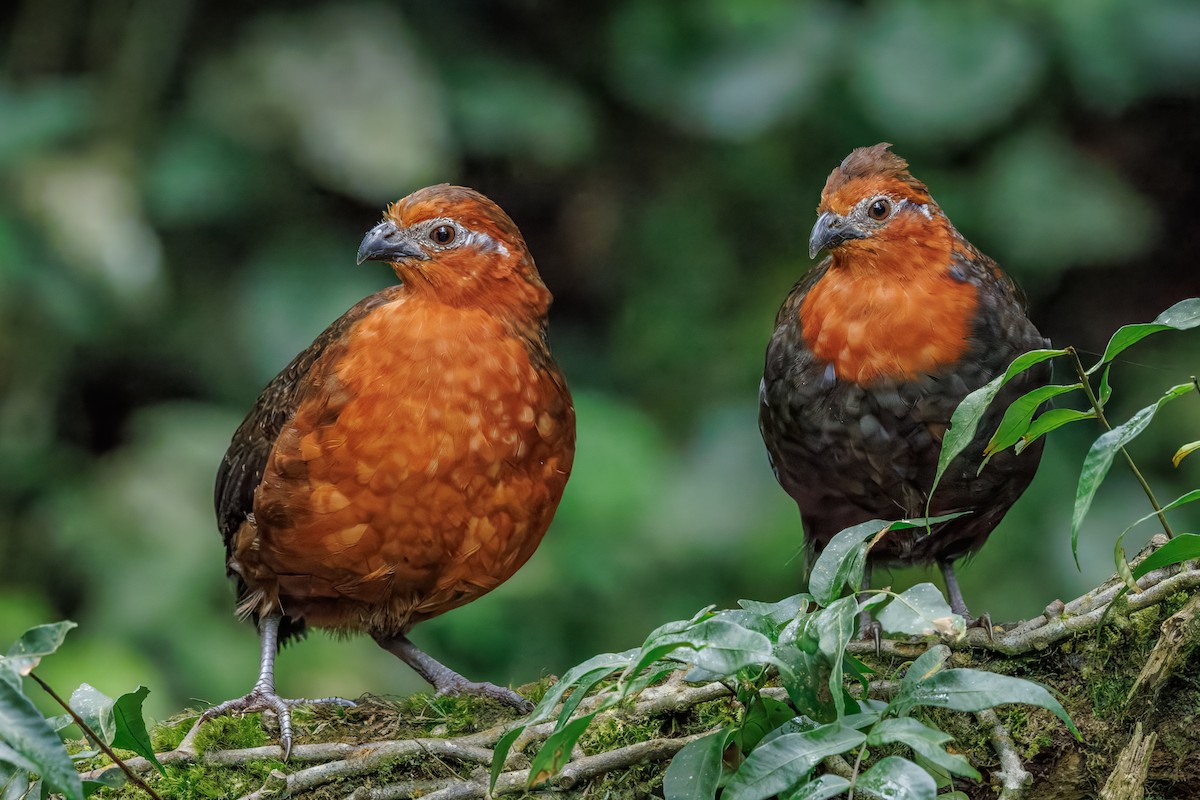 Chestnut Wood-Quail - ML642486948