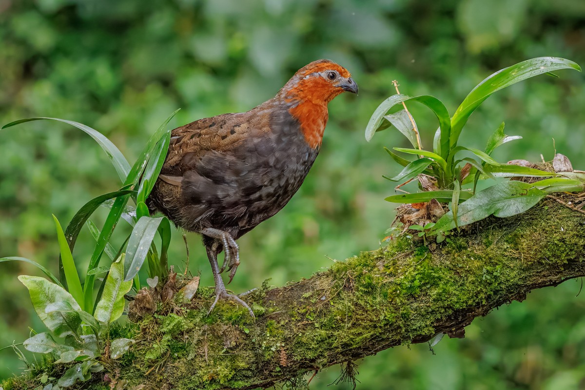 Chestnut Wood-Quail - ML642486949
