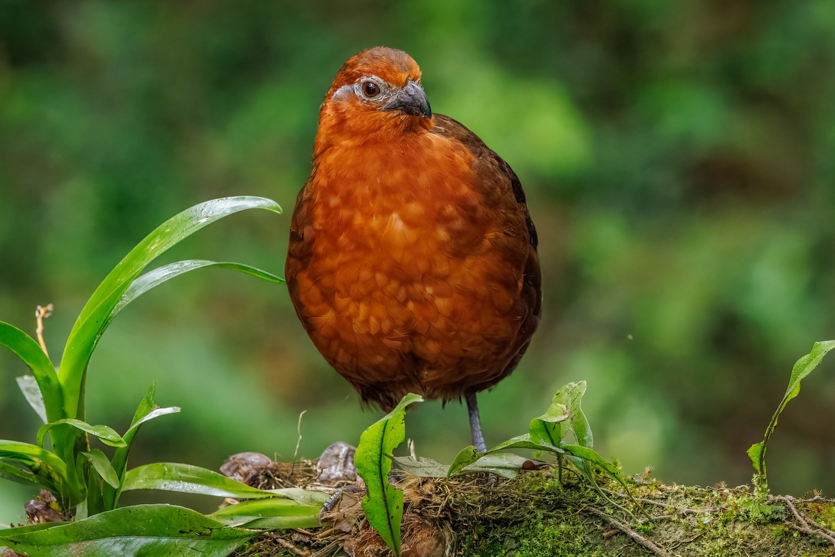 Chestnut Wood-Quail - ML642486950